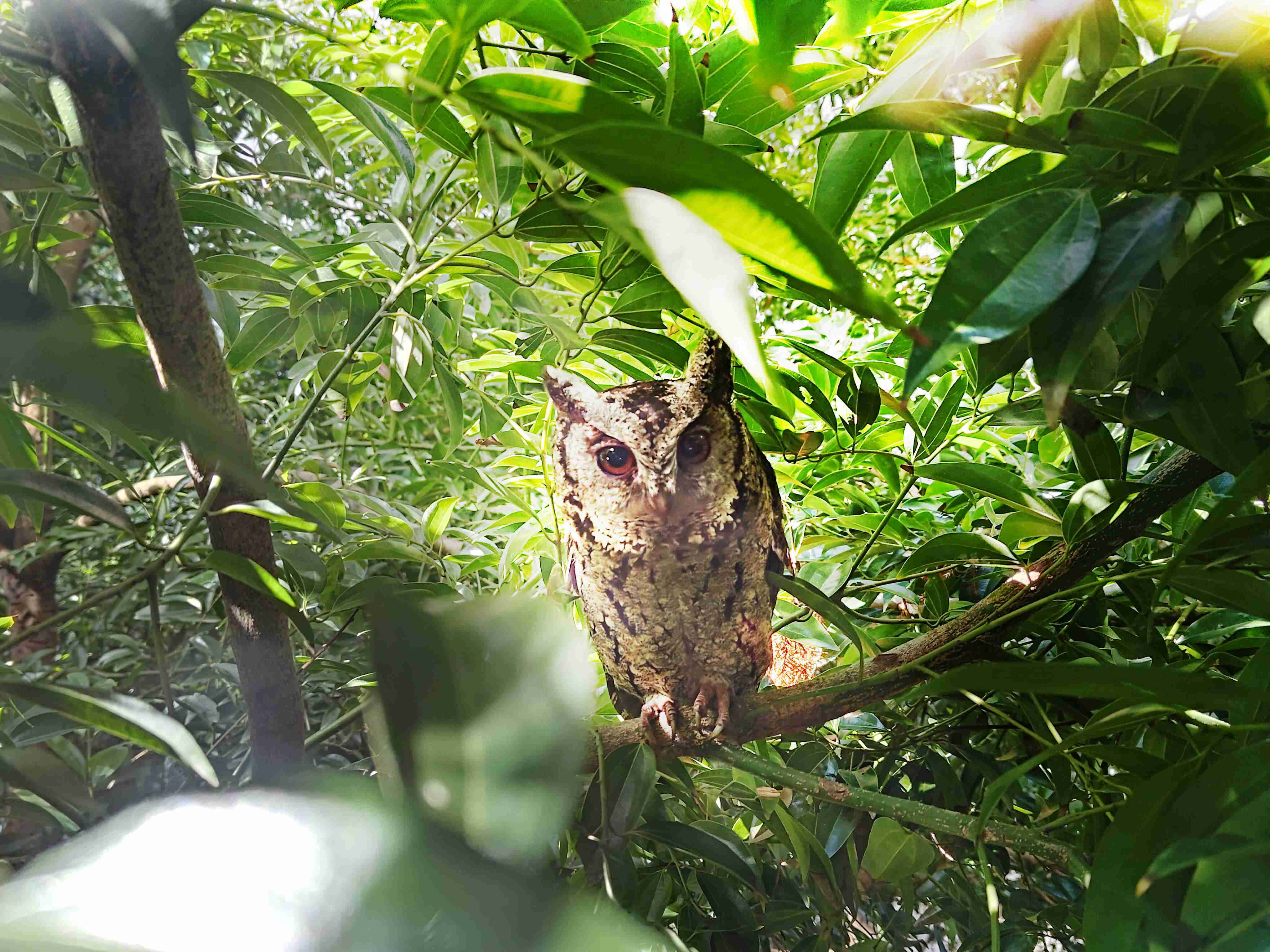蓝狮在线致力提倡净零绿生活，，，，16年以来在全球各厂区植树逾百万棵，，造就各厂区树木蔚然成林，，，犹如森林工厂，，，，成为许多生物的栖息地